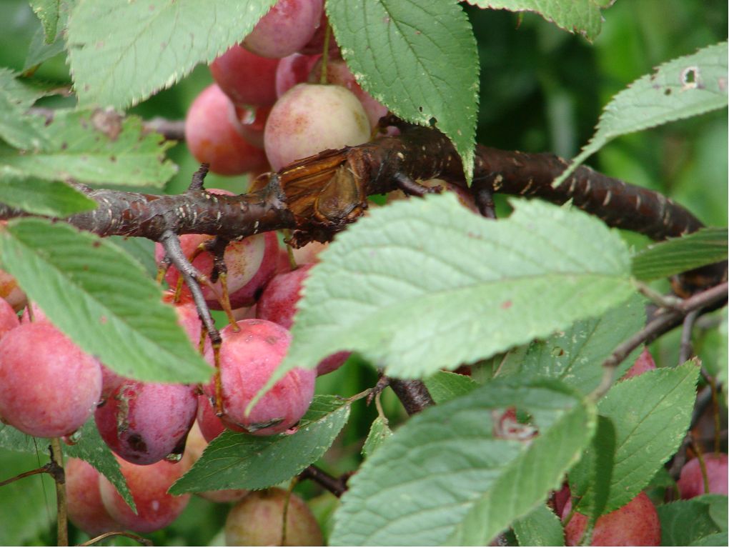 Pink bloom fruit tree.JPG