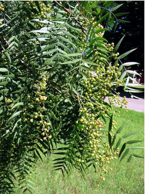 Pitomba fruit tree - Eugenia luschnathiana tree.JPG