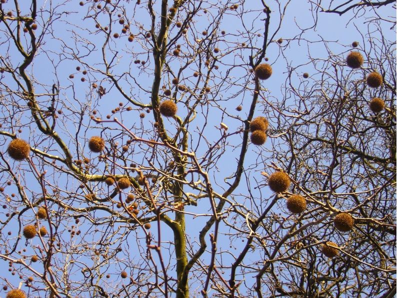 Plane tree fruit.JPG