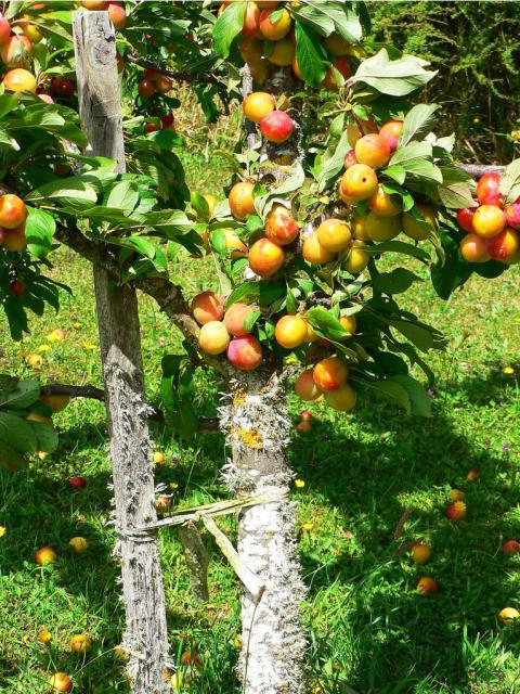 plum tree with rich of fruits.JPG