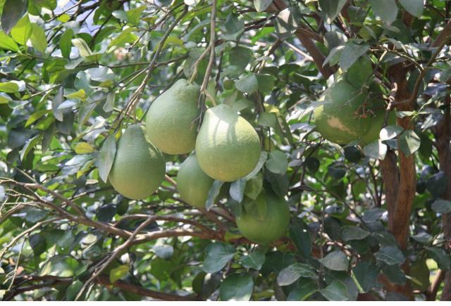 Pomelo fruit tree.JPG