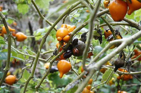 pruning fruit trees.JPG