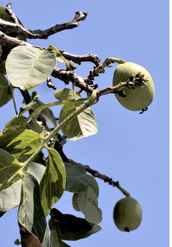 public fruit trees.JPG