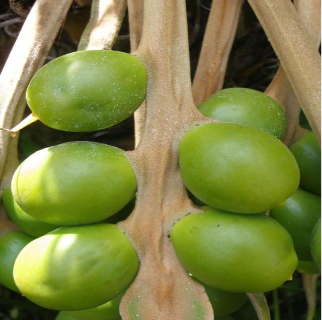 rare fruit trees_fruit tree growing.JPG