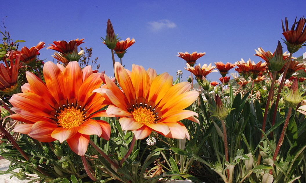 orange daisy flowers field.jpg