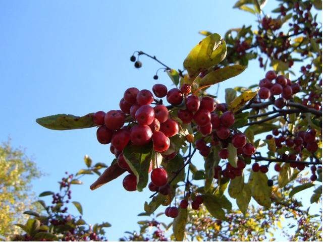 red berry fruit tree.JPG