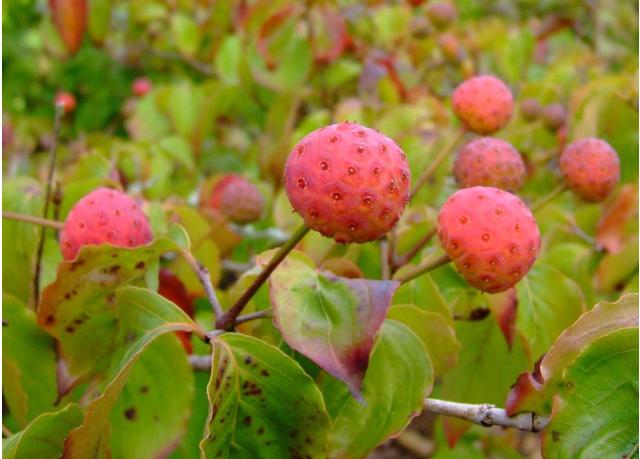 Kousa Dog Wood Red fruit trees photo.JPG