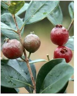 red guava fruit tree.JPG