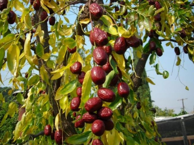 Ripe Jujube Fruit.JPG