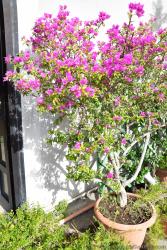 Bougainvillea Flower Images