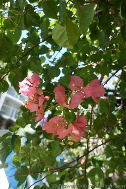 Pink Bougainvillia Flowers from Oasis of the Seas Cruise Ship Central Park.jpg
