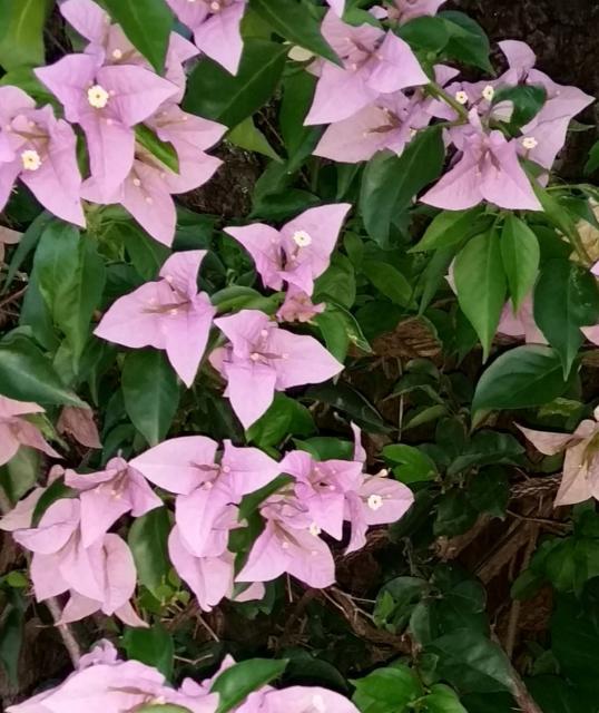 Light Pink Bougainvillea Flowers with dark green leaves.JPG