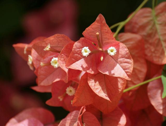 Orange Bougainvillea with Dual White flowers from Italy.JPG