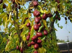 Ripe Jujube Fruit.JPG