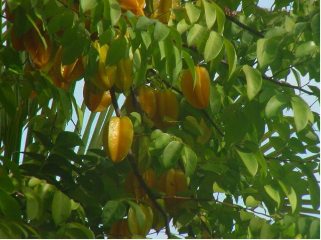 Ripe star fruit tree_asian fruit trees.JPG