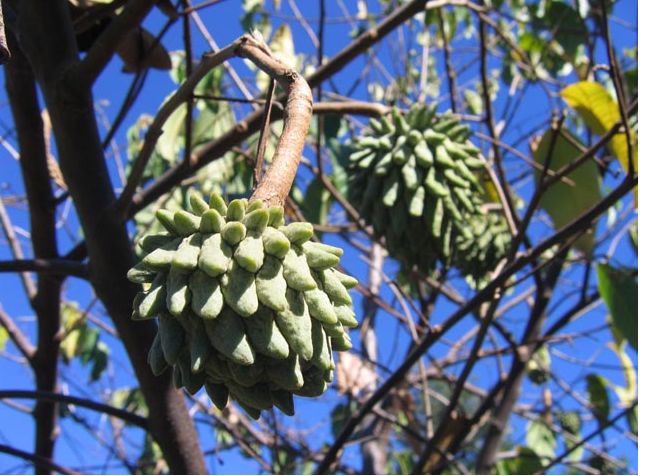 Rollinia deliciosa trees iamges.JPG
