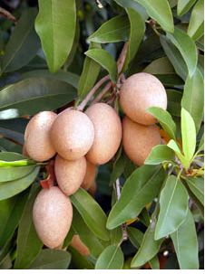 Sapodilla fruit trees image.JPG