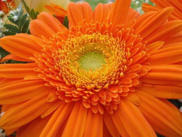orange daisy flower with light center.jpg