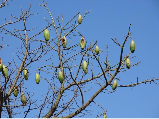 Silk-floss-tree fruits (Ceiba speciosa) Brazilian tree.JPG