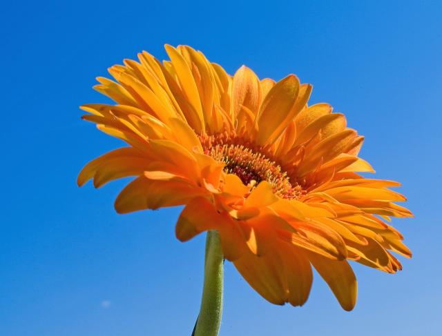 orange daisy flower image.jpg