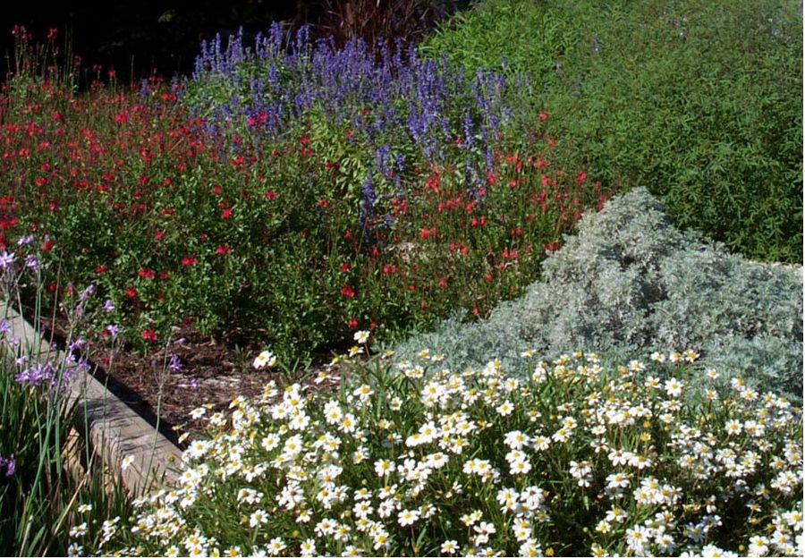 Texas home garden with full of flowers.JPG