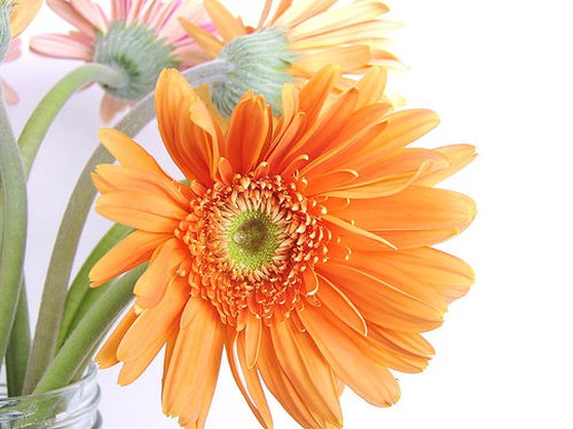 orange daisies in vase.jpg