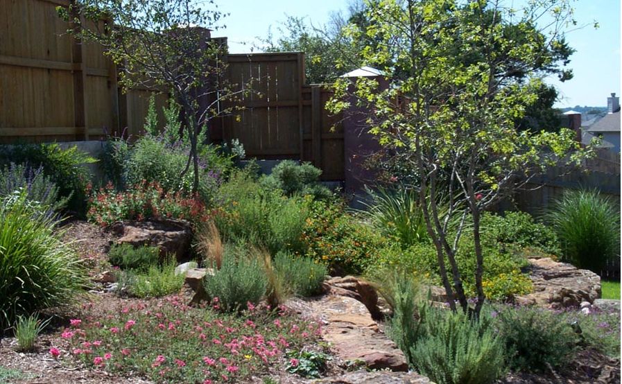 Hot weather Texas flowers and plants picture.JPG