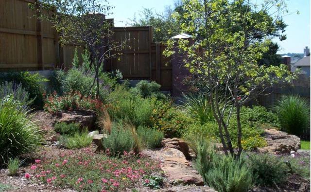 Hot weather Texas flowers and plants picture.JPG
