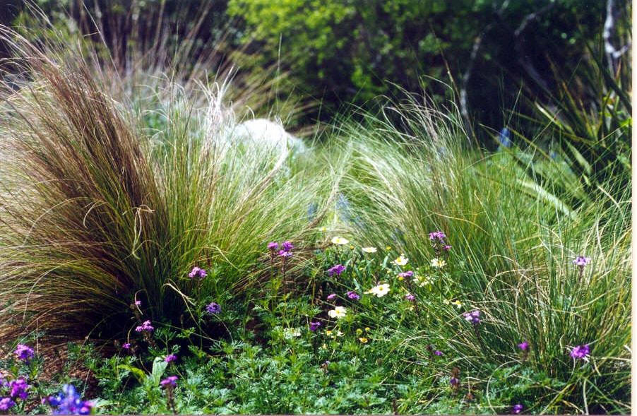 Photo of Texas garden flowers.JPG