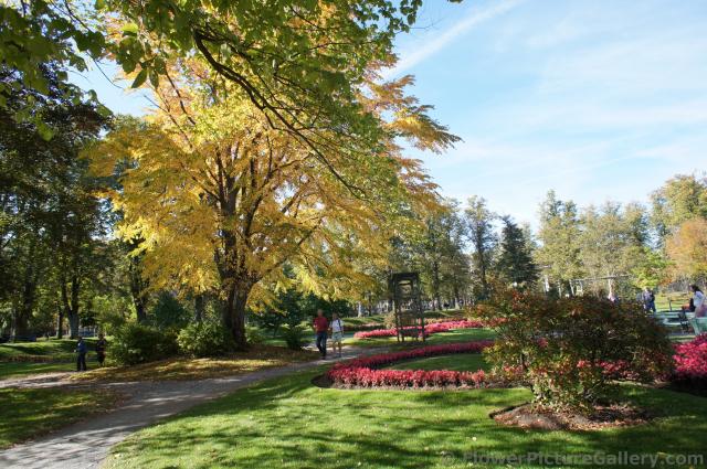 Fall foliage and red floral plants at Halifax Public Gardens.jpg