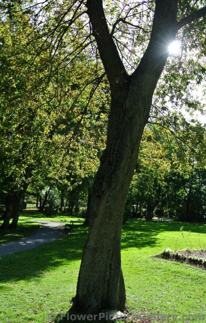 English Oak tree at Halifax Public Gardens.jpg