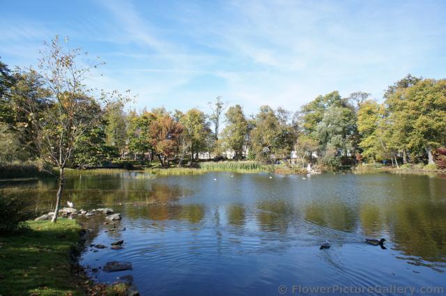 Ducks in the waters of Halifax Public Gardens pond.jpg