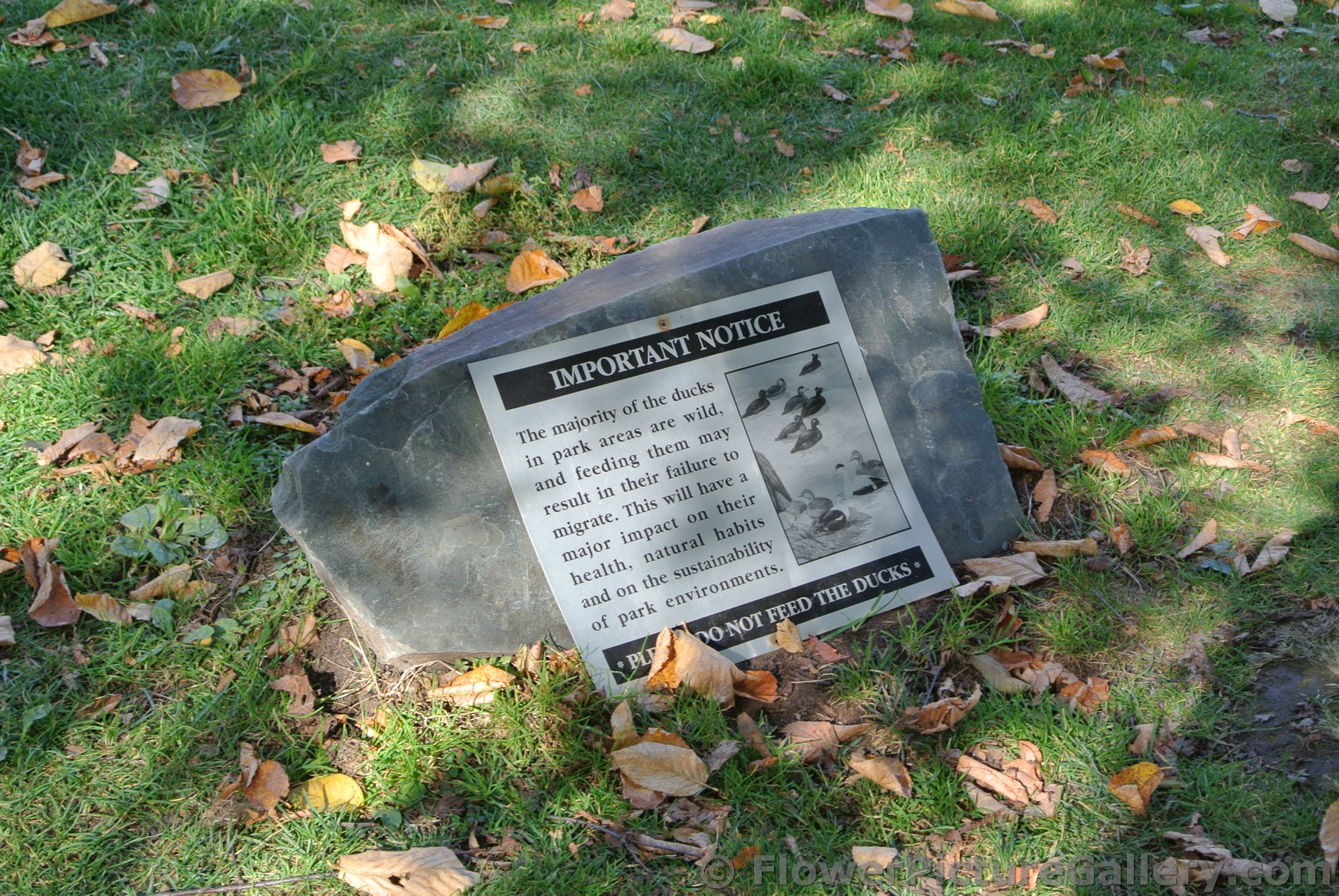 DO NOT FEED the DUCKS sign at Halifax Public Gardens.jpg