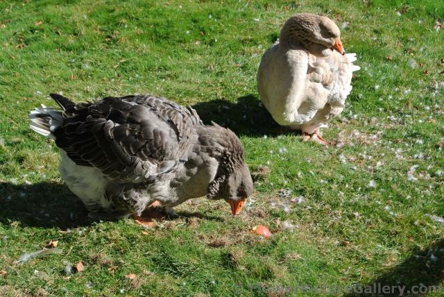 Chubby Geese at Halifax Public Gardens.jpg