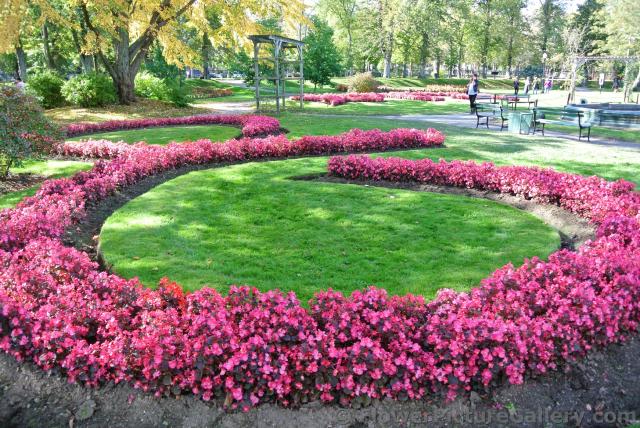 Bright circular pink flower formations at Halifax Public Gardens.jpg