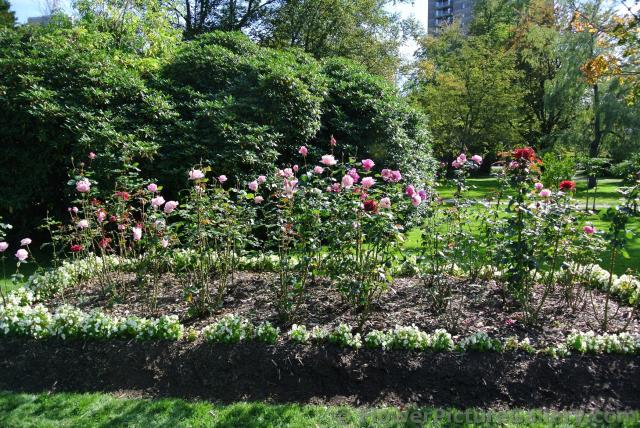 Bed of pink and red roses at Halifax Public Gardens.jpg