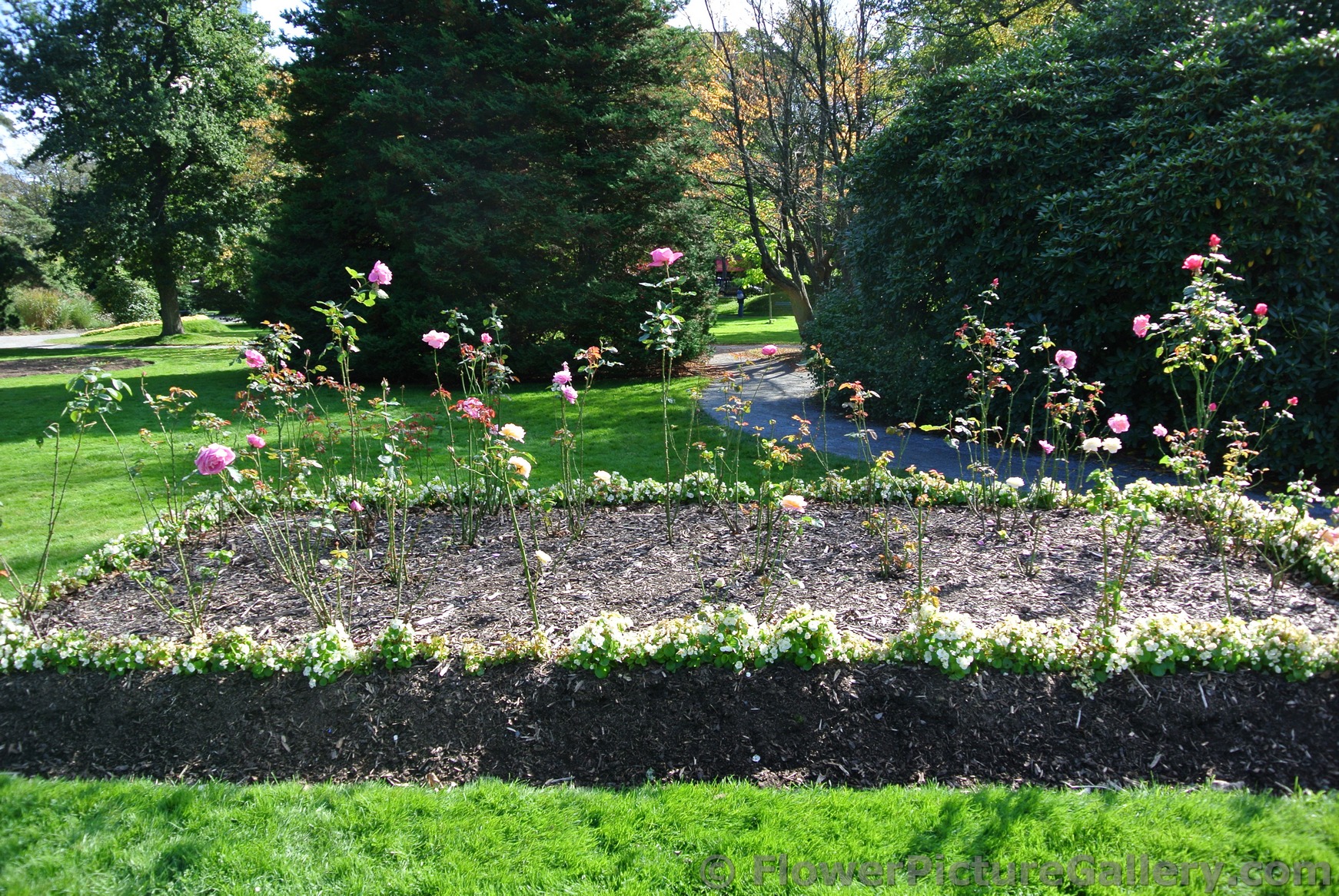 Bed of pink roses at Halifax Public Gardens.jpg