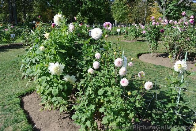 White Dahlias at Halifax Public Gardens.jpg