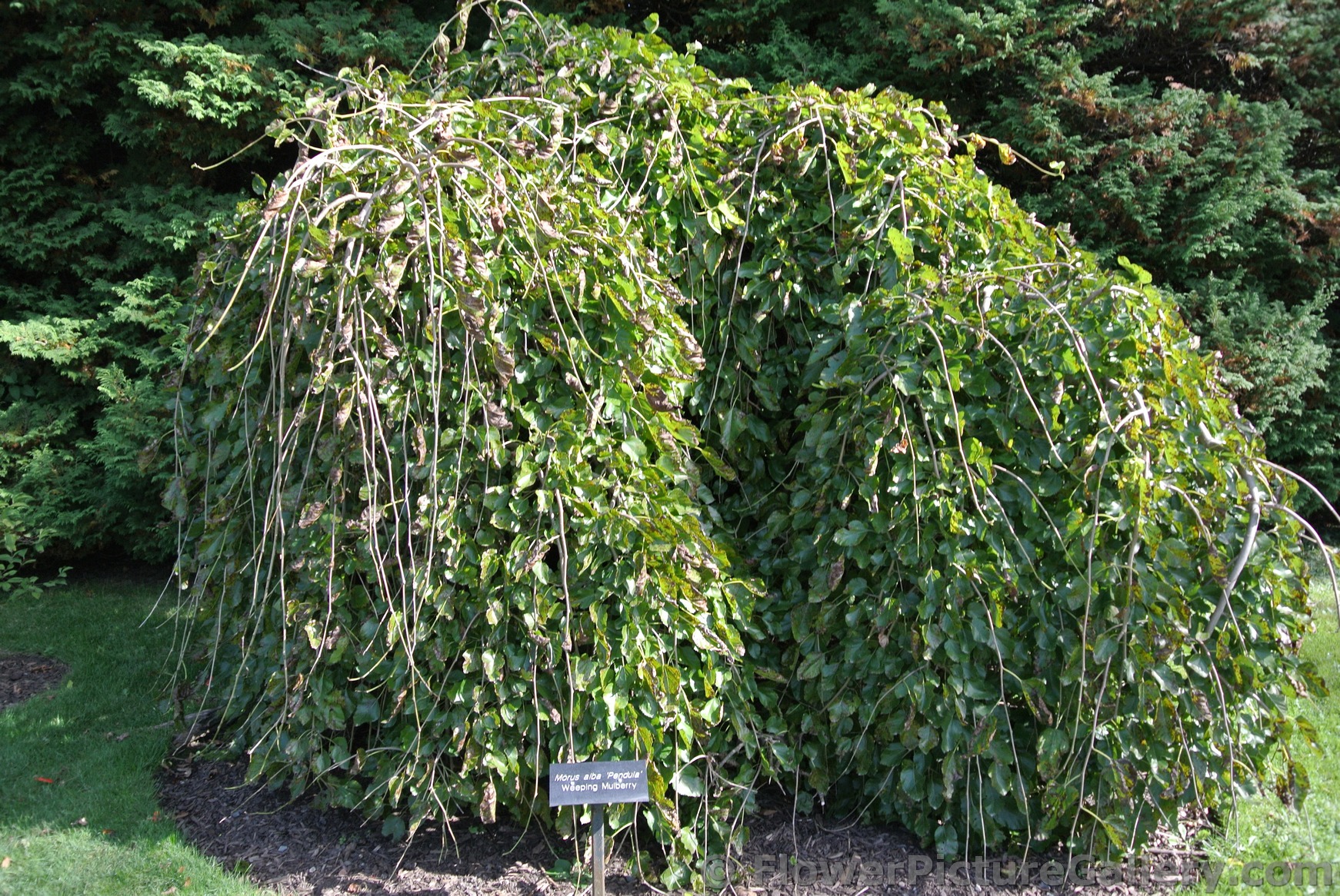 Weeping Mulberry at Halifax Public Gardens.jpg