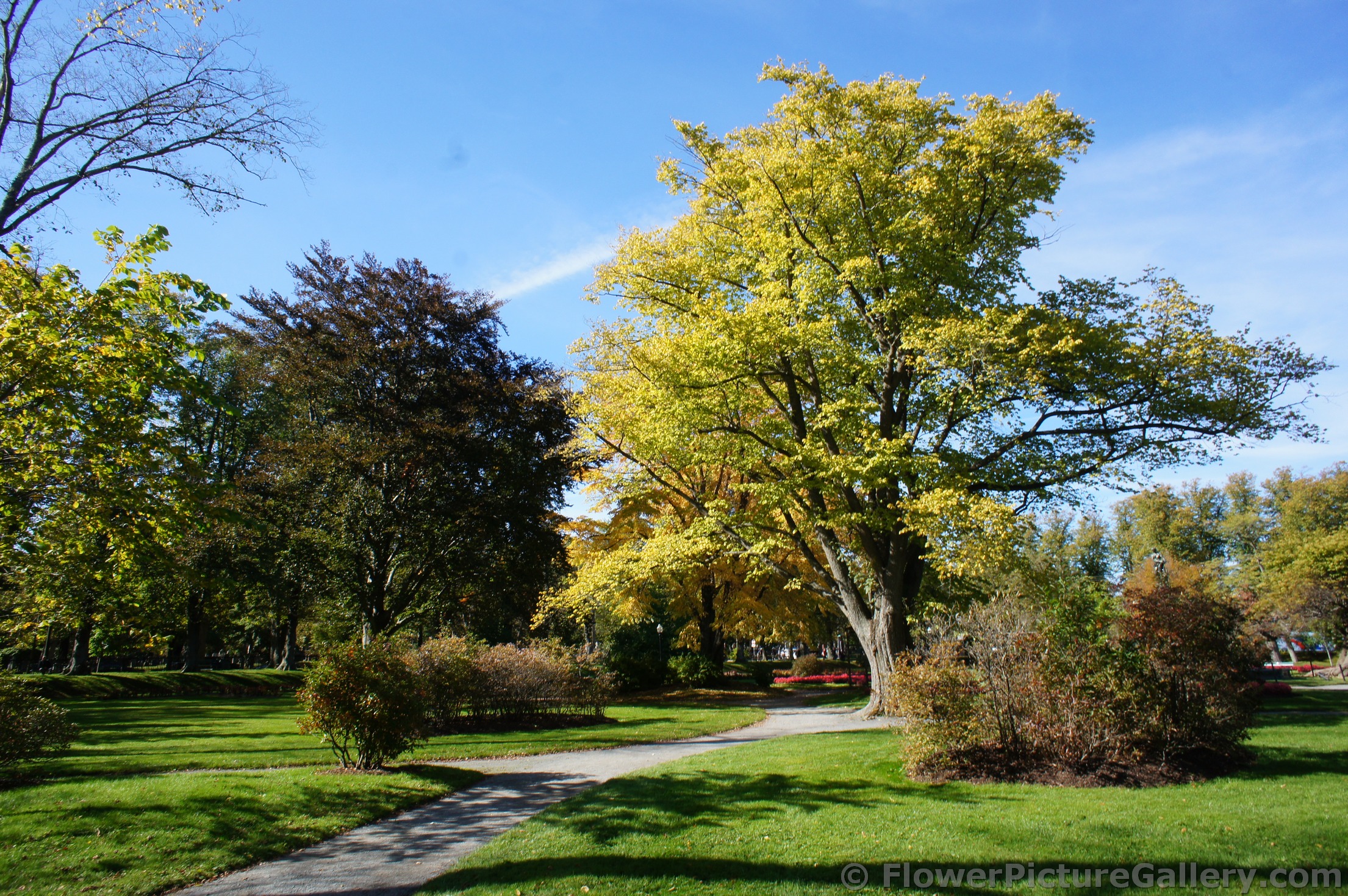 Trees with green yellow leaves at Halifax Public Gardens.jpg