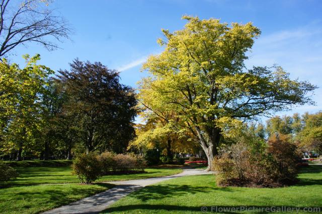 Trees with green yellow leaves at Halifax Public Gardens.jpg