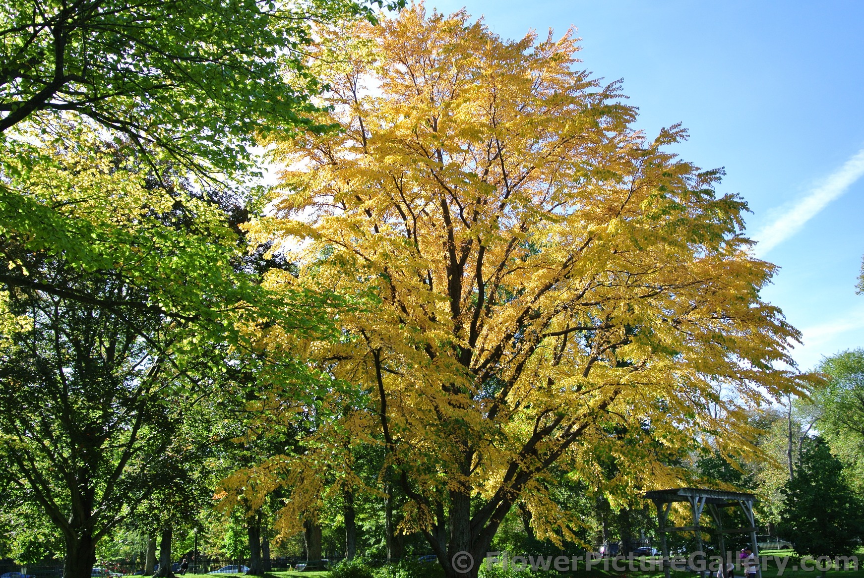Tree with golden leaves at Halifax Public Gardens.jpg