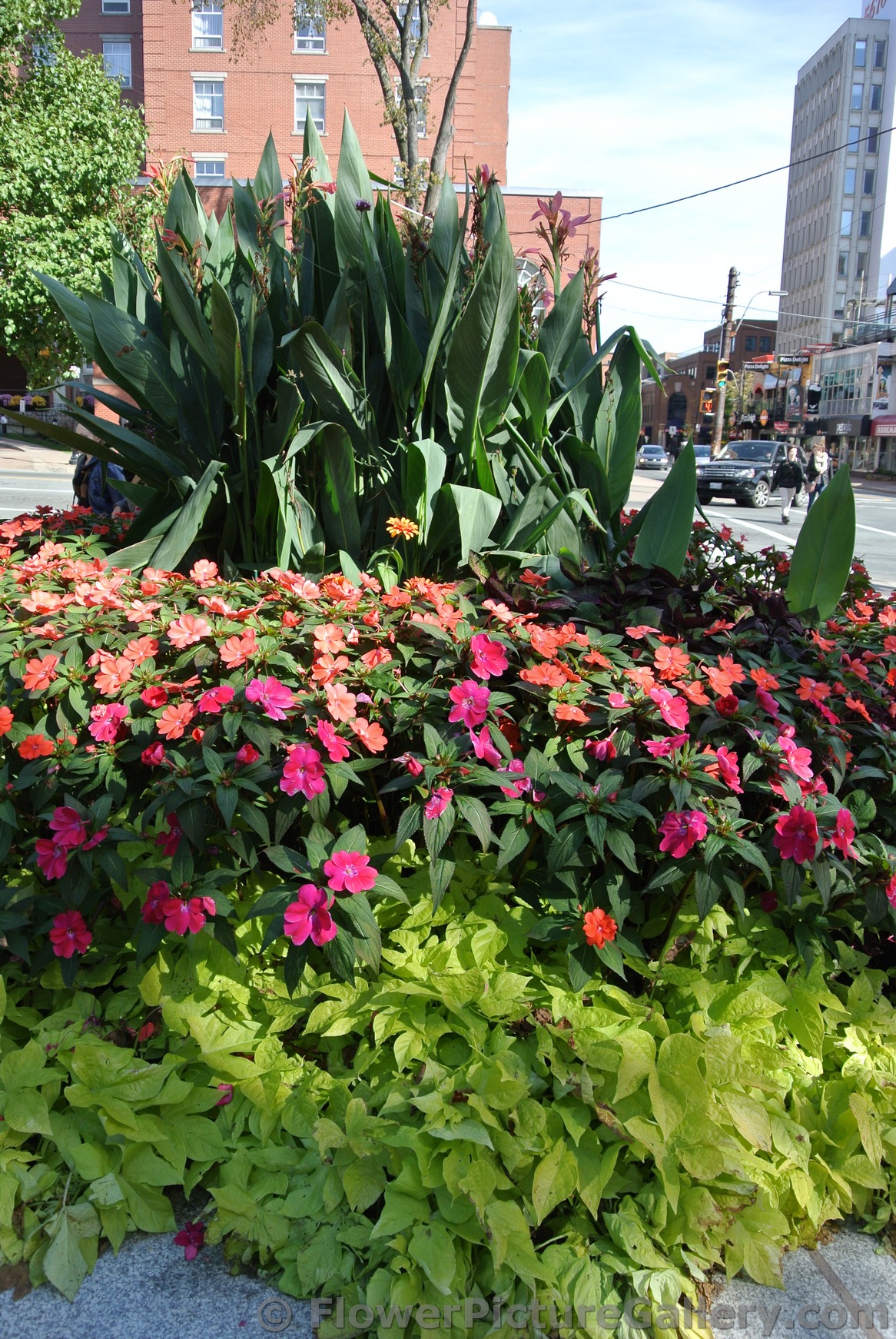 Red and orange flowers arrangement outside Halifax Public Gardens.jpg