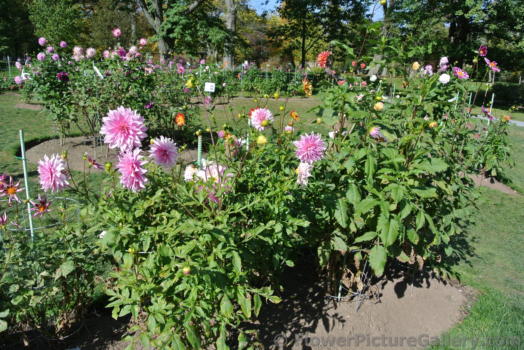 Pink Dahlias at Halifax Public Gardens.jpg