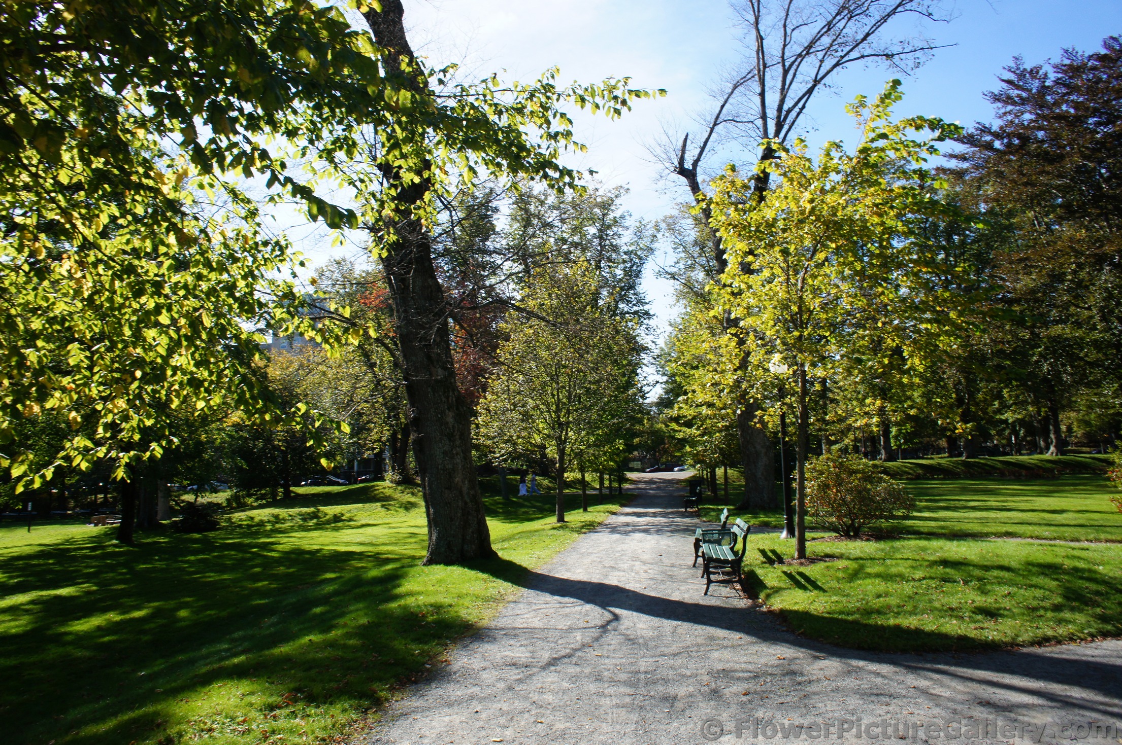 Pathway lined by trees at Halifax Public Gardens.jpg