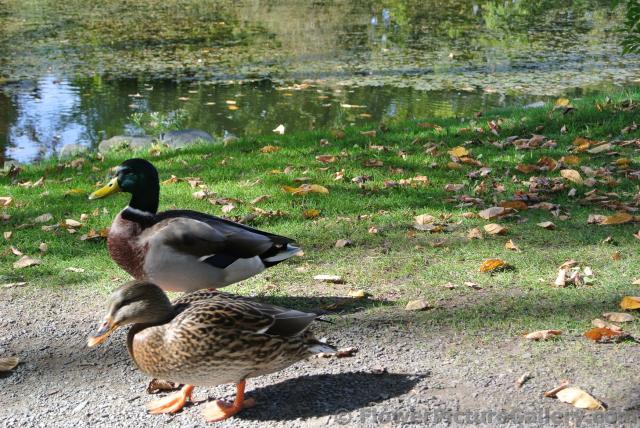 Pair of ducks in front of Halifax Public Gardens pond.jpg