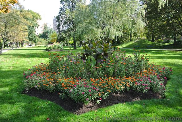 Mini Daisy Garden at Halifax Public Gardens.jpg