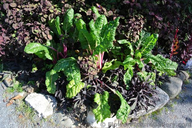 Letteuce leaves next to black leaves at Halifax Public Gardens.jpg
