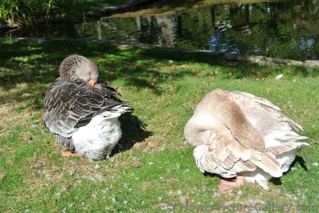 Large geese grooming at Halifax Public Gardens.jpg