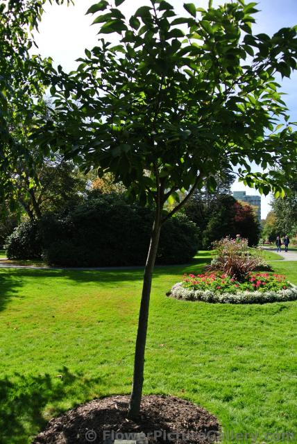 Kwanzan Flowering Cherry Tree at Halifax Public Gardens.jpg